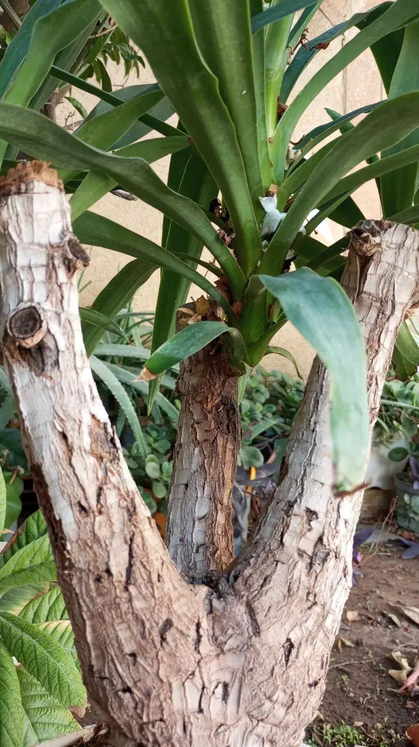 گل یوکا|گل و گیاه طبیعی|شیراز, احمدی جنوبی|دیوار