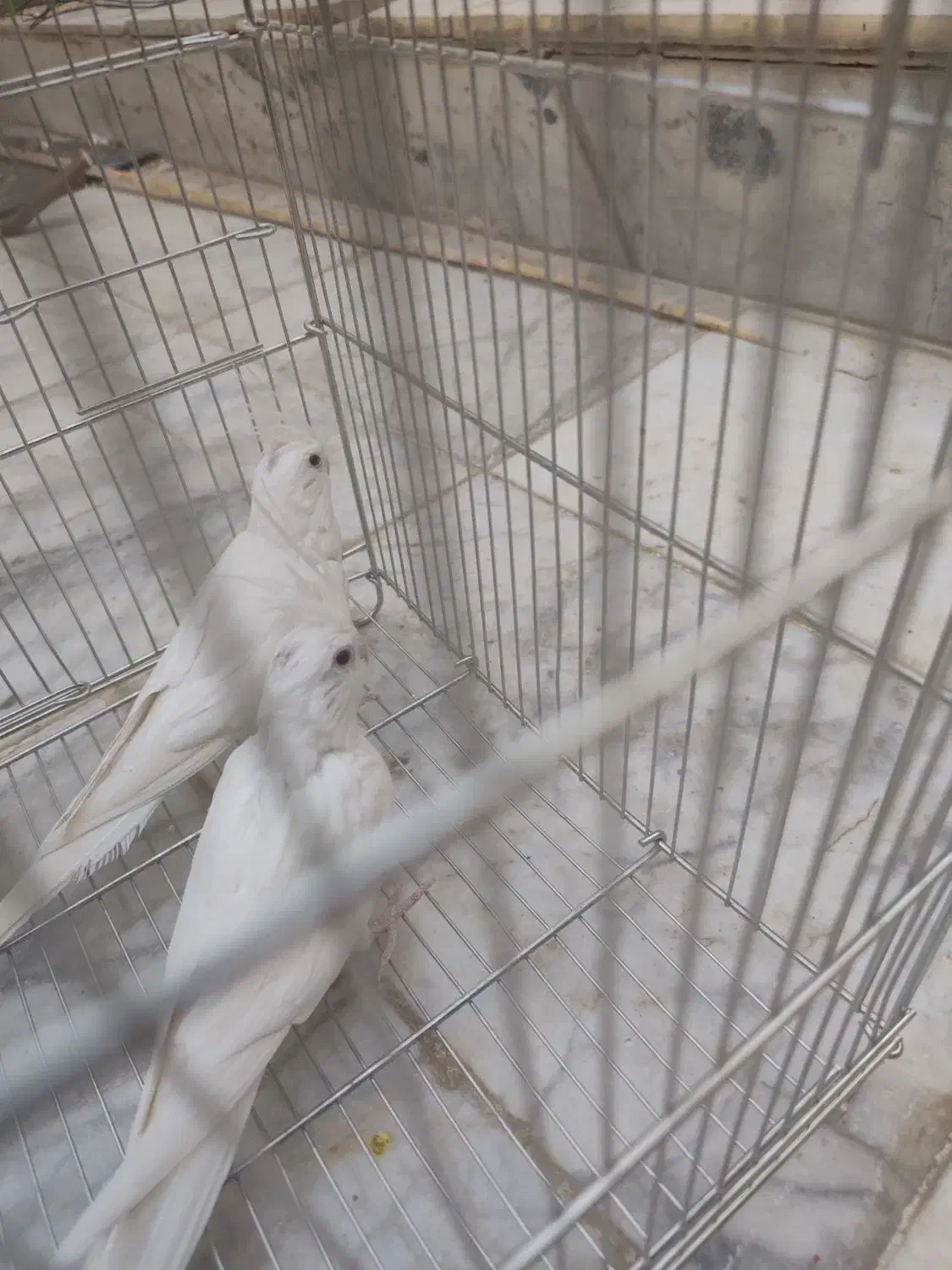 عروس هلندی و|پرنده|سراوان, |دیوار