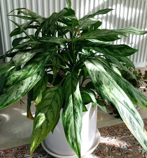 گل طبیعی|گل و گیاه طبیعی|بیرجند, |دیوار