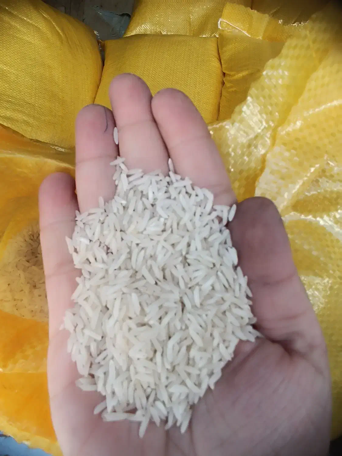 برنج طارم محلی و لاشه طارم هاشمی|خوردنی و آشامیدنی|نوشهر, |دیوار