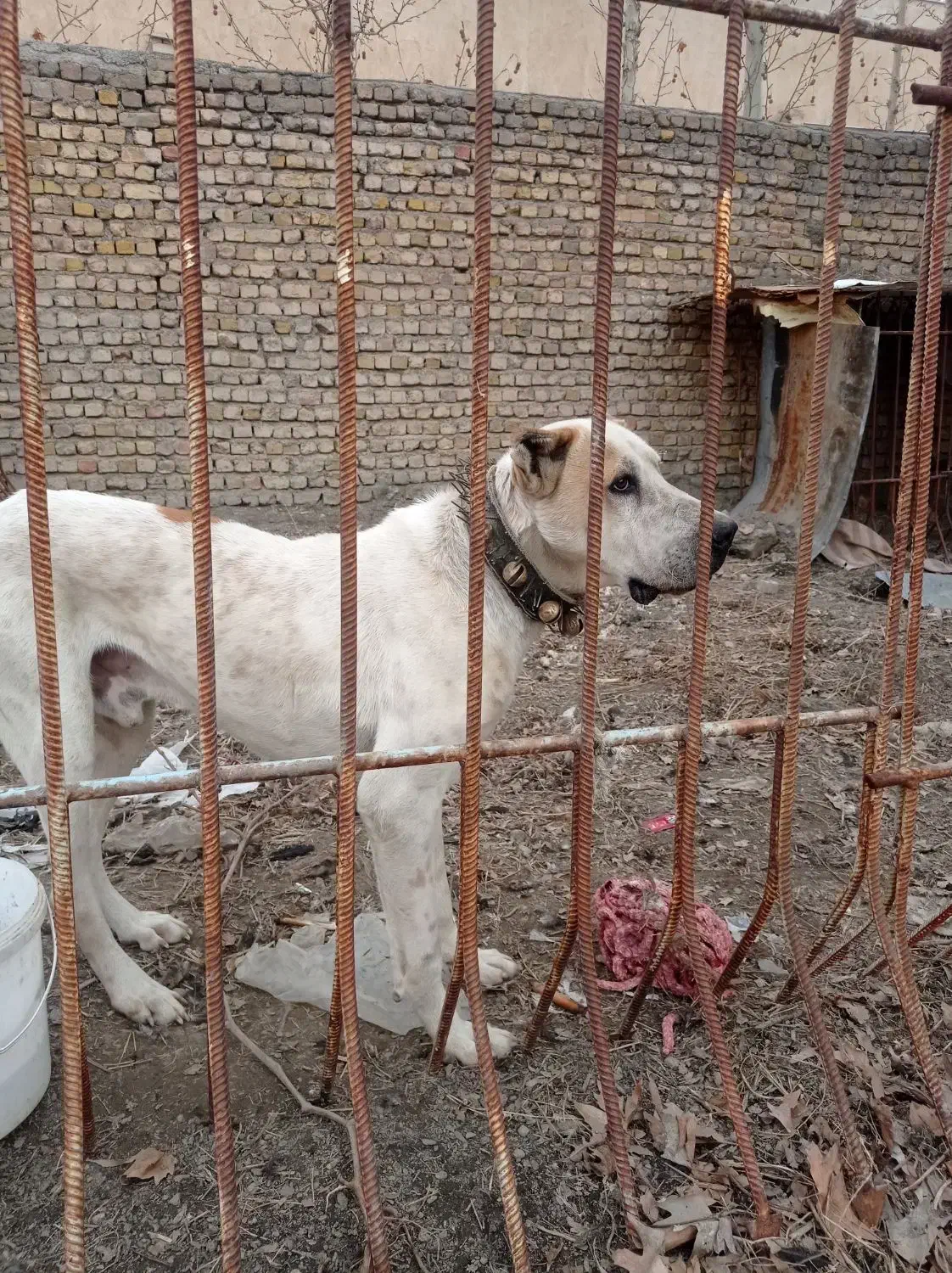 سگ افغان|سگ|مشهد, سازمان آب|دیوار