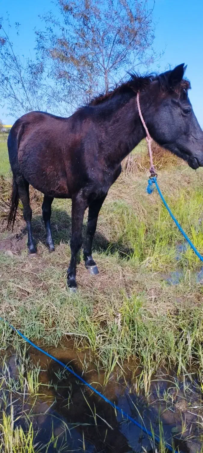 مادیان مشکی آبستن 5سال|اسب و تجهیزات اسبسواری|پرهسر, |دیوار