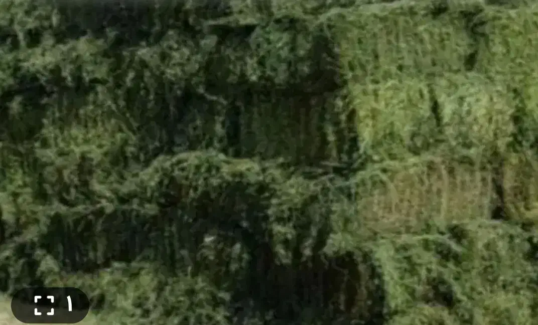 پرس یونجه|خدمات باغبانی و درختکاری|زاغه, |دیوار