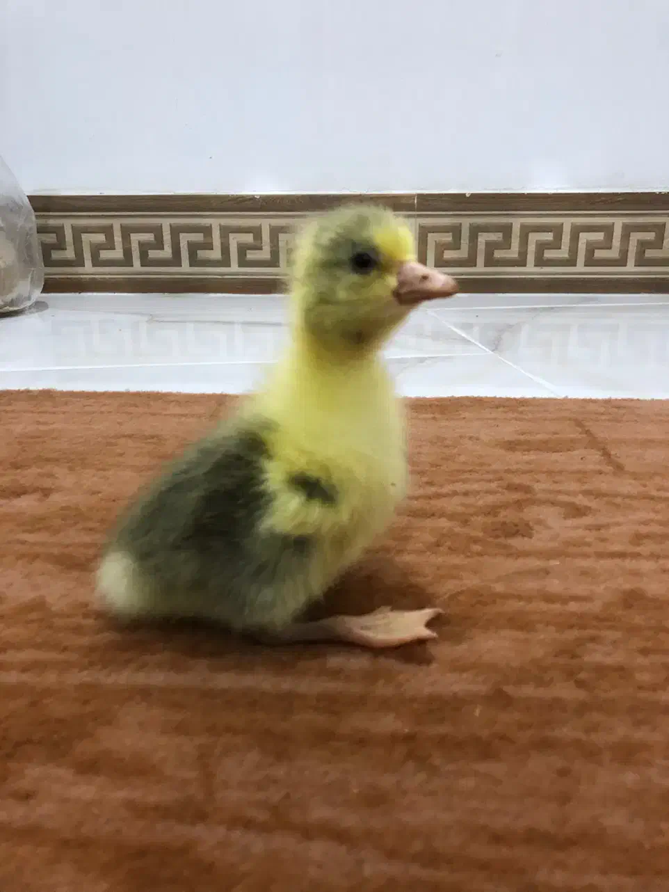 جوجه غاز محلی سرحال|حیوانات مزرعه|ساری, |دیوار