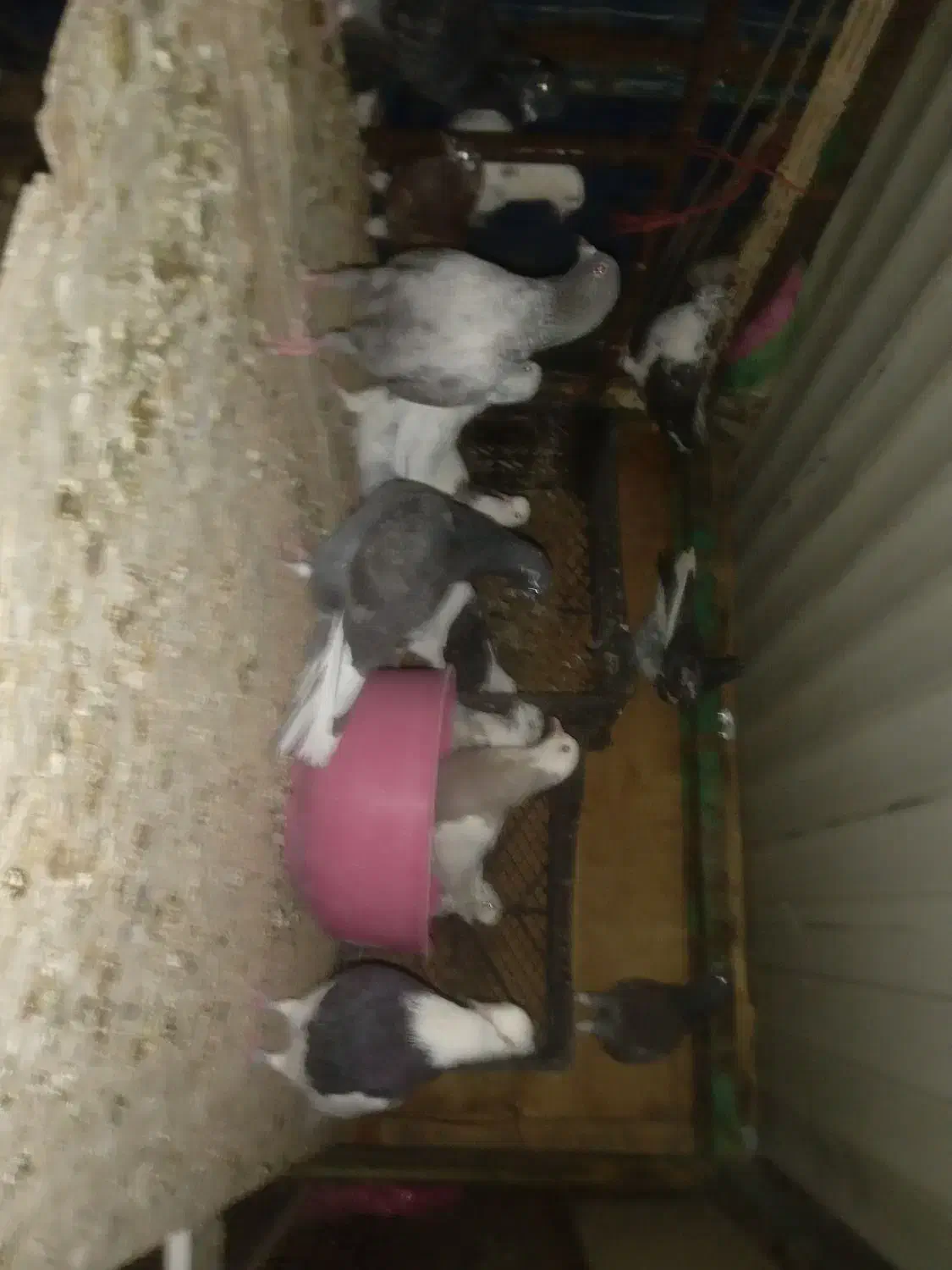 کبوتر نژاد دارد معاوضه|پرنده|سقز, |دیوار