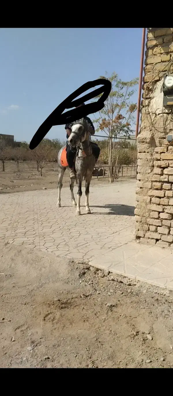 اسب عرب کرد|اسب و تجهیزات اسبسواری|مشهد, میان ولایت|دیوار