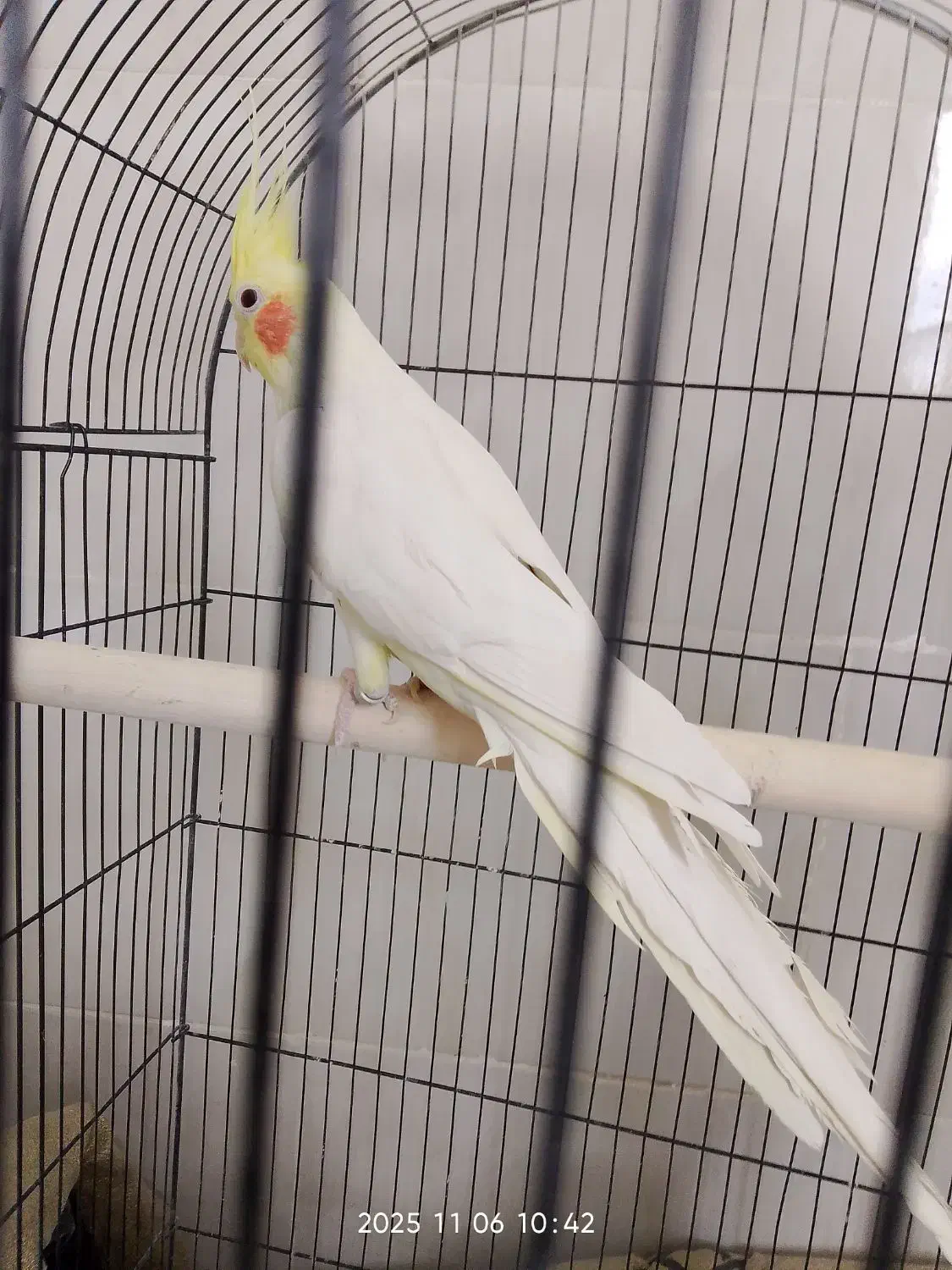 چهار عدد عروس هلندی خوب|پرنده|زارچ, |دیوار