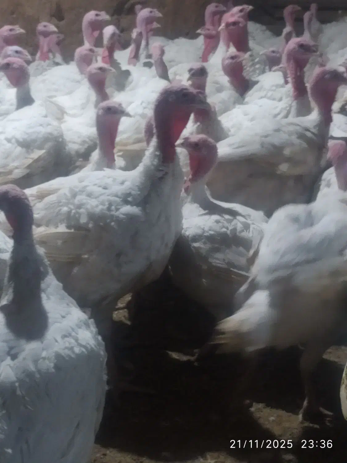 گوشت بوقلمون|خوردنی و آشامیدنی|بسطام, |دیوار