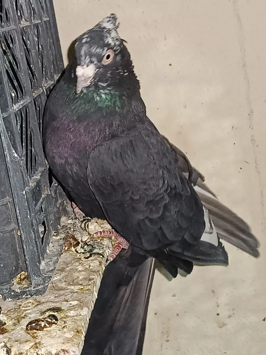 نر برگشته کاکلی زاغ|پرنده|شاهینشهر, نبوت|دیوار