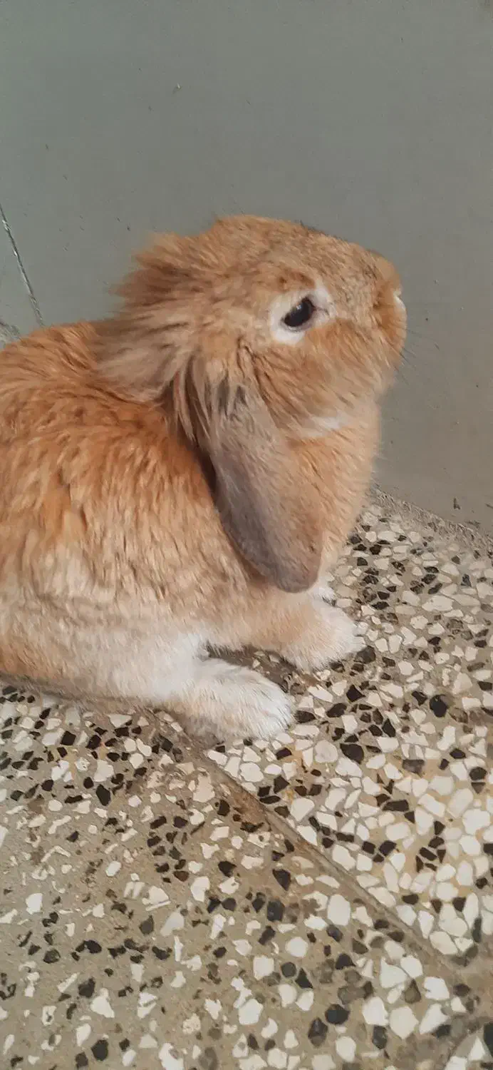 خرگوش لوپ فرانسوی|موش و خرگوش|آزادشهر, |دیوار