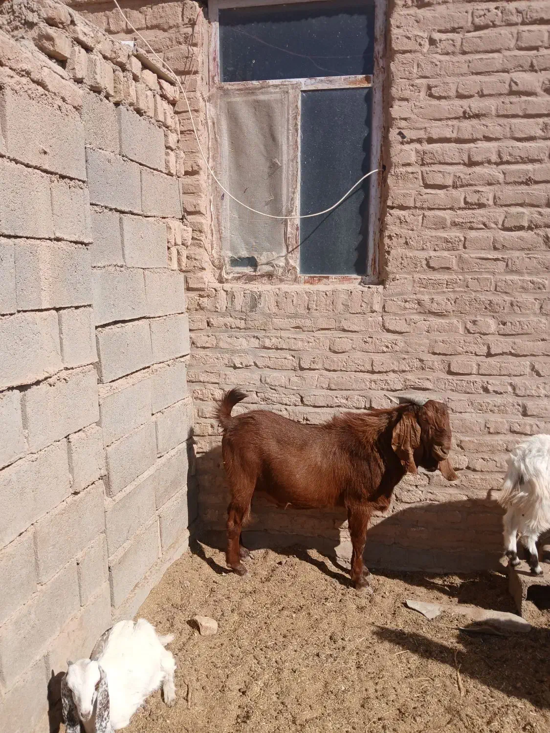 فروش تکشاد|حیوانات مزرعه|قاسم‌آباد (خواف), |دیوار