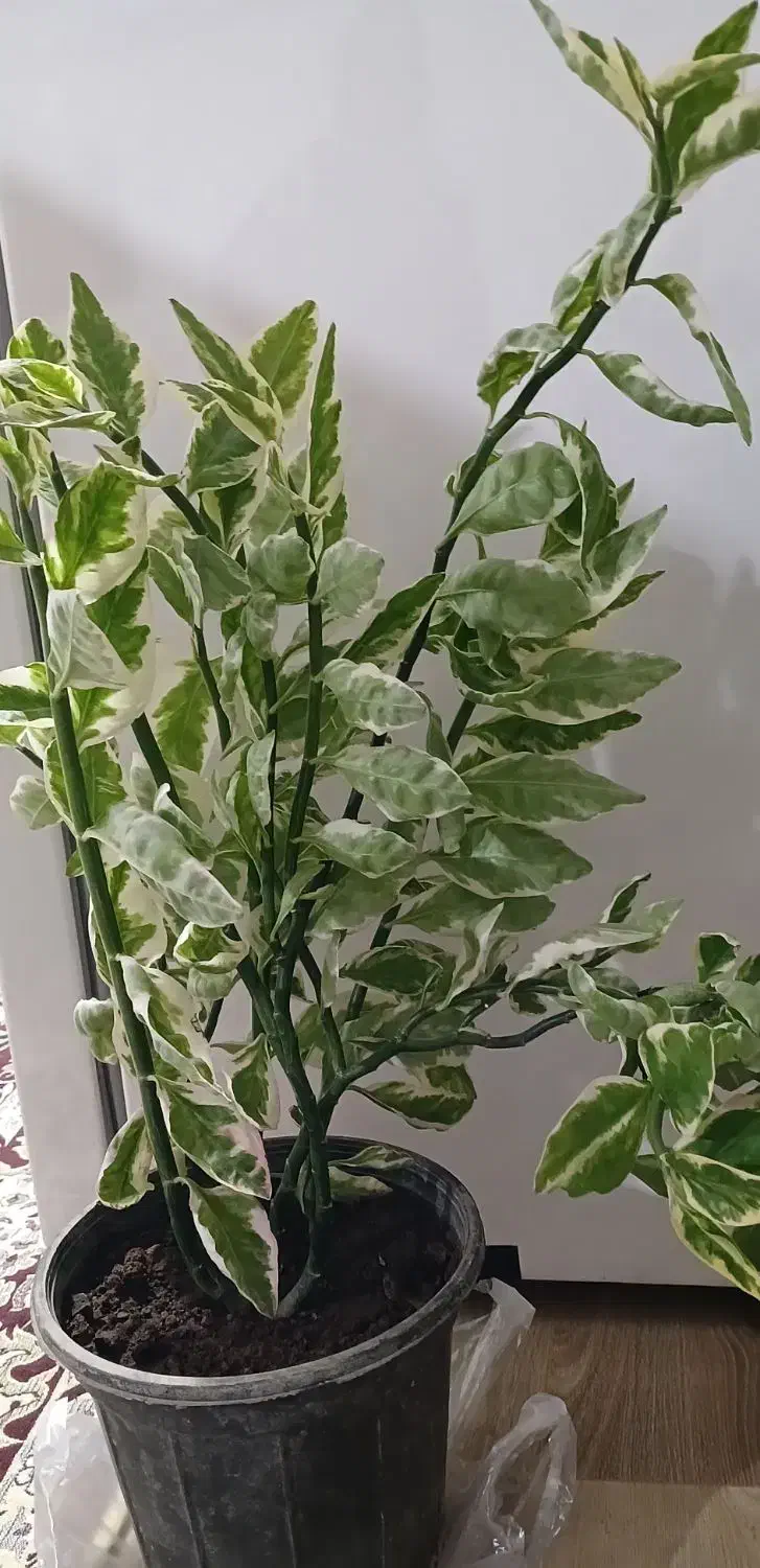 کادو روز مادر و زن|گل و گیاه طبیعی|خوی, |دیوار