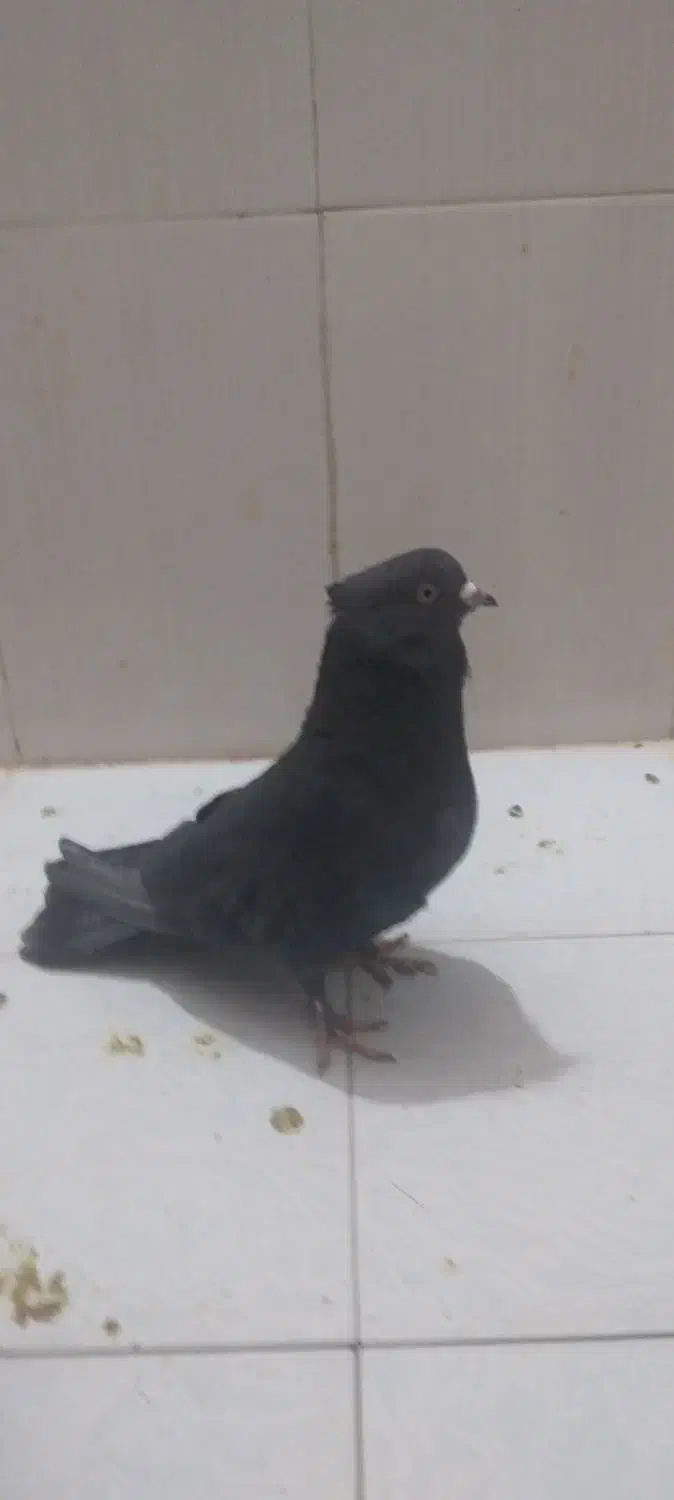 کفتر نر زاغ ازنسل سرور سوقدیم|پرنده|پرند, فاز ۶|دیوار