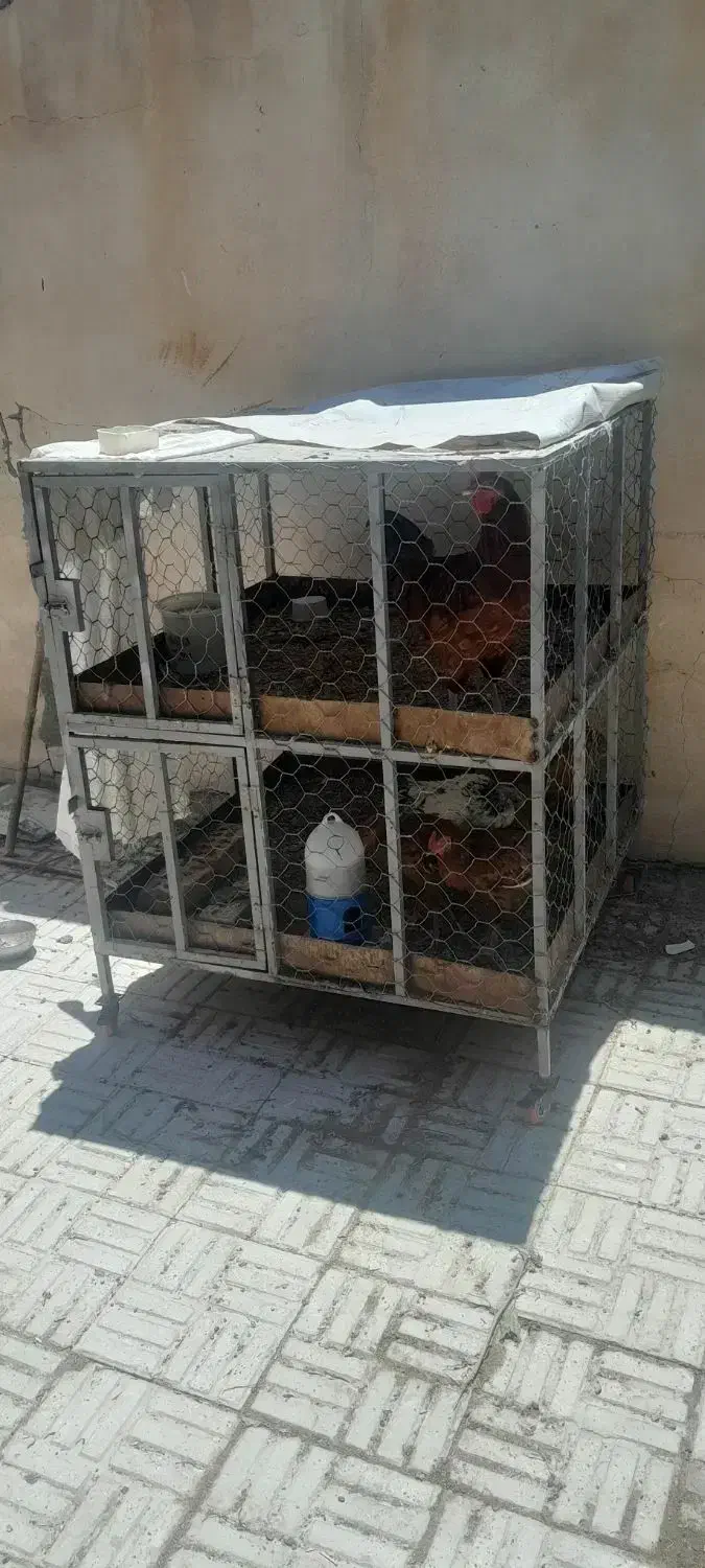 فروش ۲ قفس دوطبقه وسه طبقه ۷تومن  وتکی ۴تومن و۵توم|لوازم جانبی حیوانات|بروجن, |دیوار