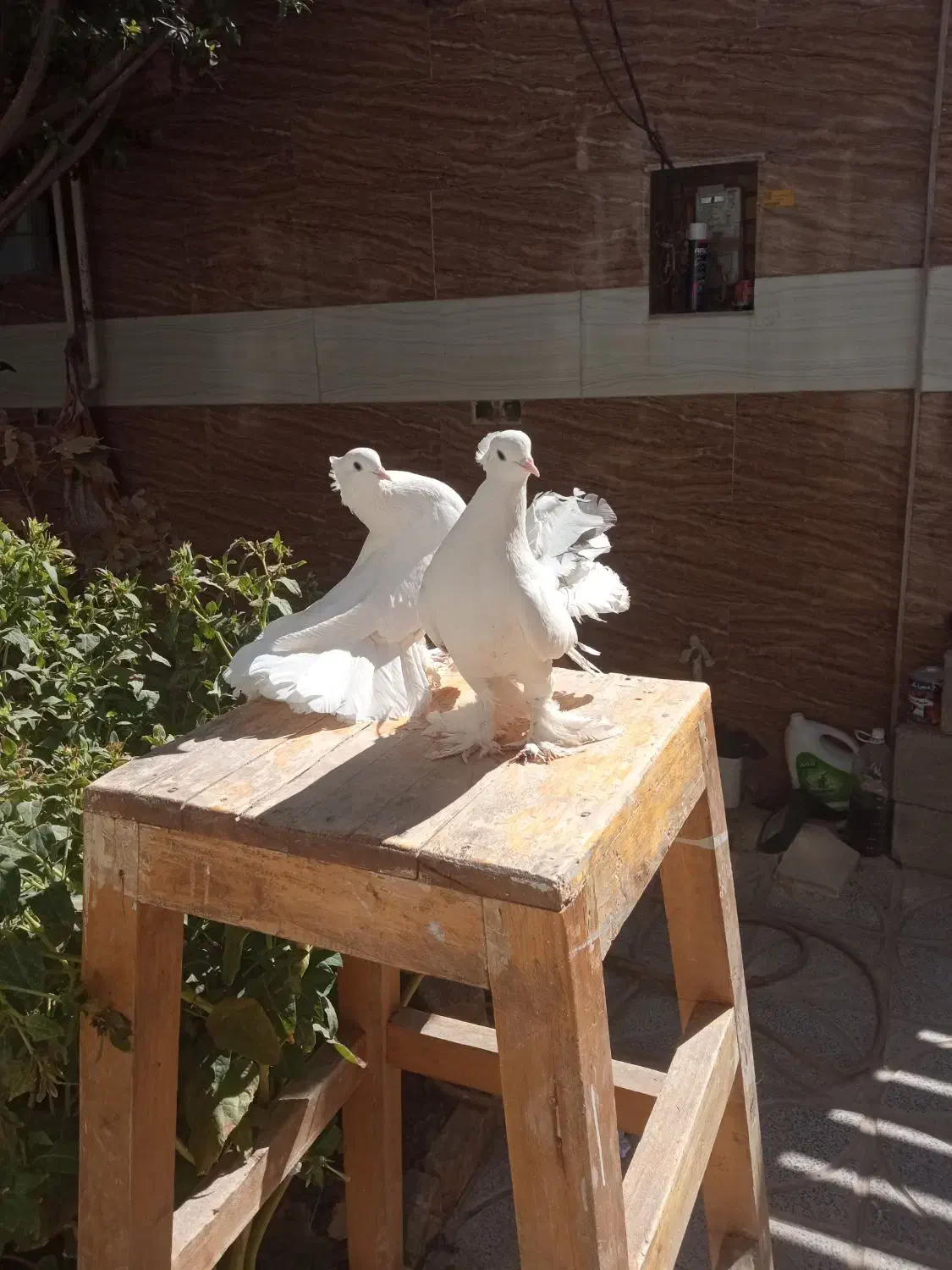 دمچتری با جوجه|پرنده|شهرکرد, |دیوار