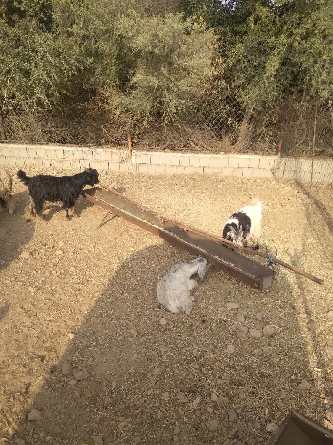 کهره|حیوانات مزرعه|کوه چنار, |دیوار