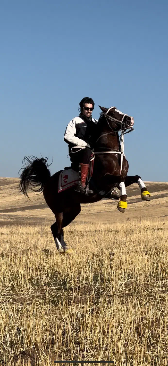 اسب دره شور|اسب و تجهیزات اسب‌سواری|تبریز, |دیوار