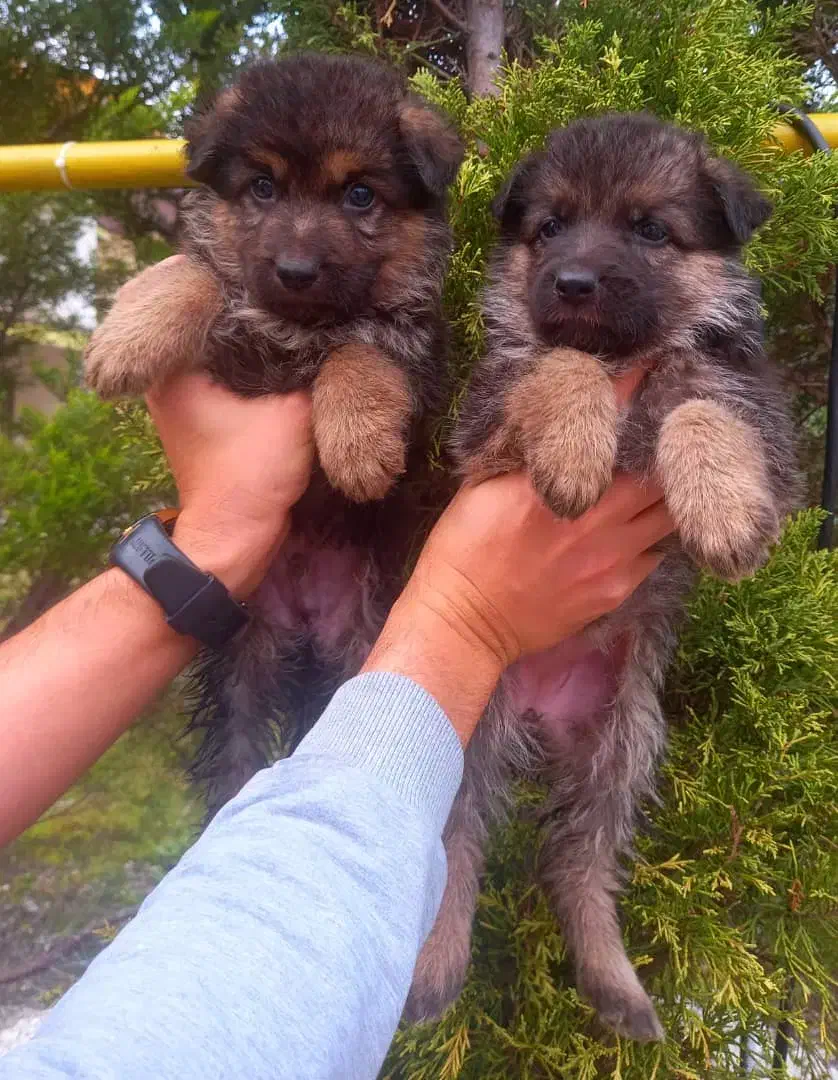 سگ ژرمن شپردشولاین موکلاسیک کینگ شاه توله(نروماده)|سگ|تهران, وردآورد|دیوار