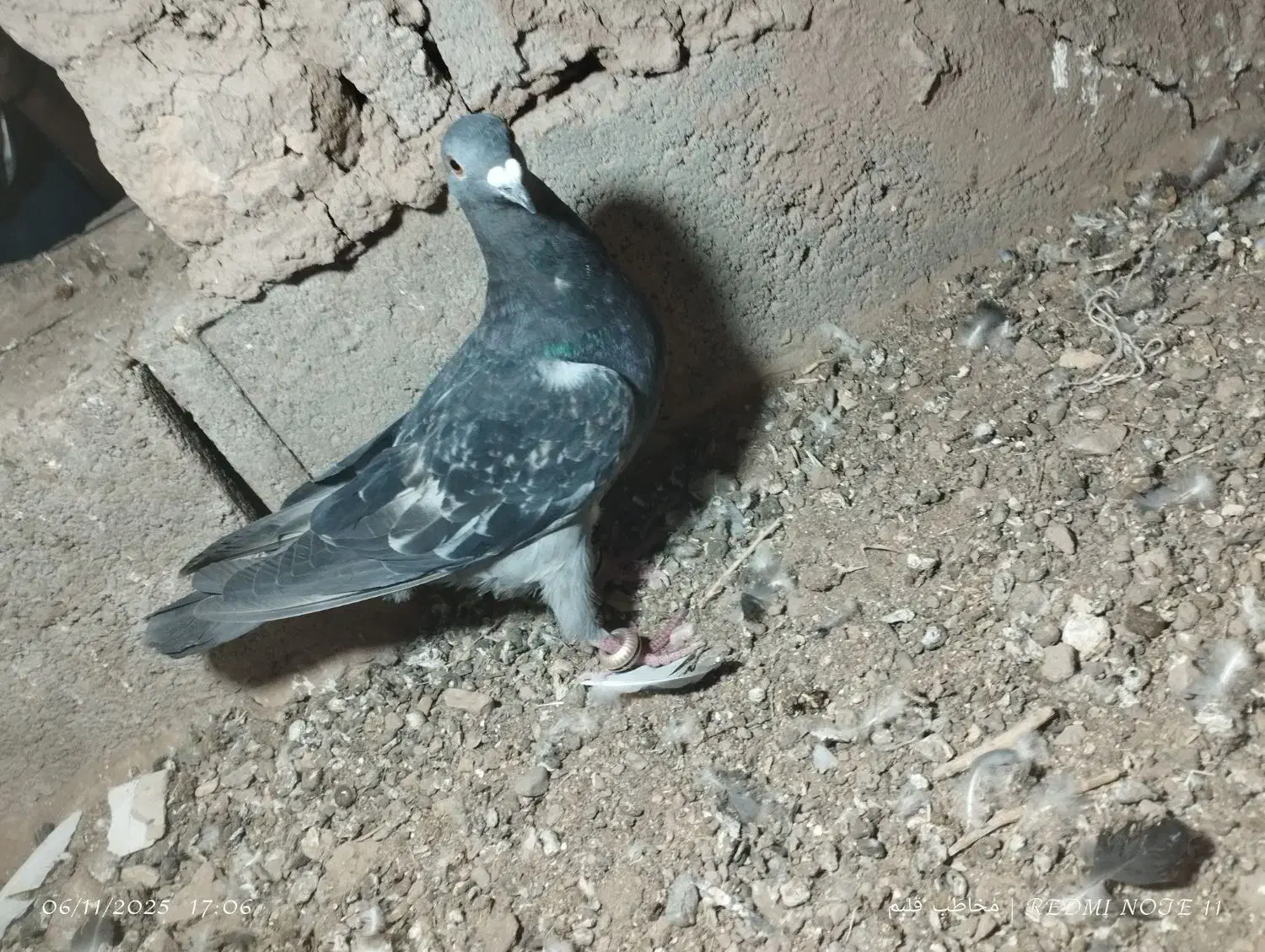 کبوتر|پرنده|قائن, |دیوار