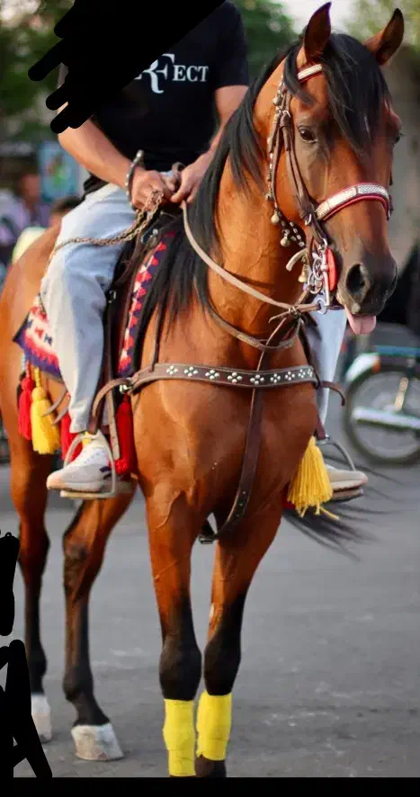 اسب|اسب و تجهیزات اسب‌سواری|تهران, جمهوری|دیوار