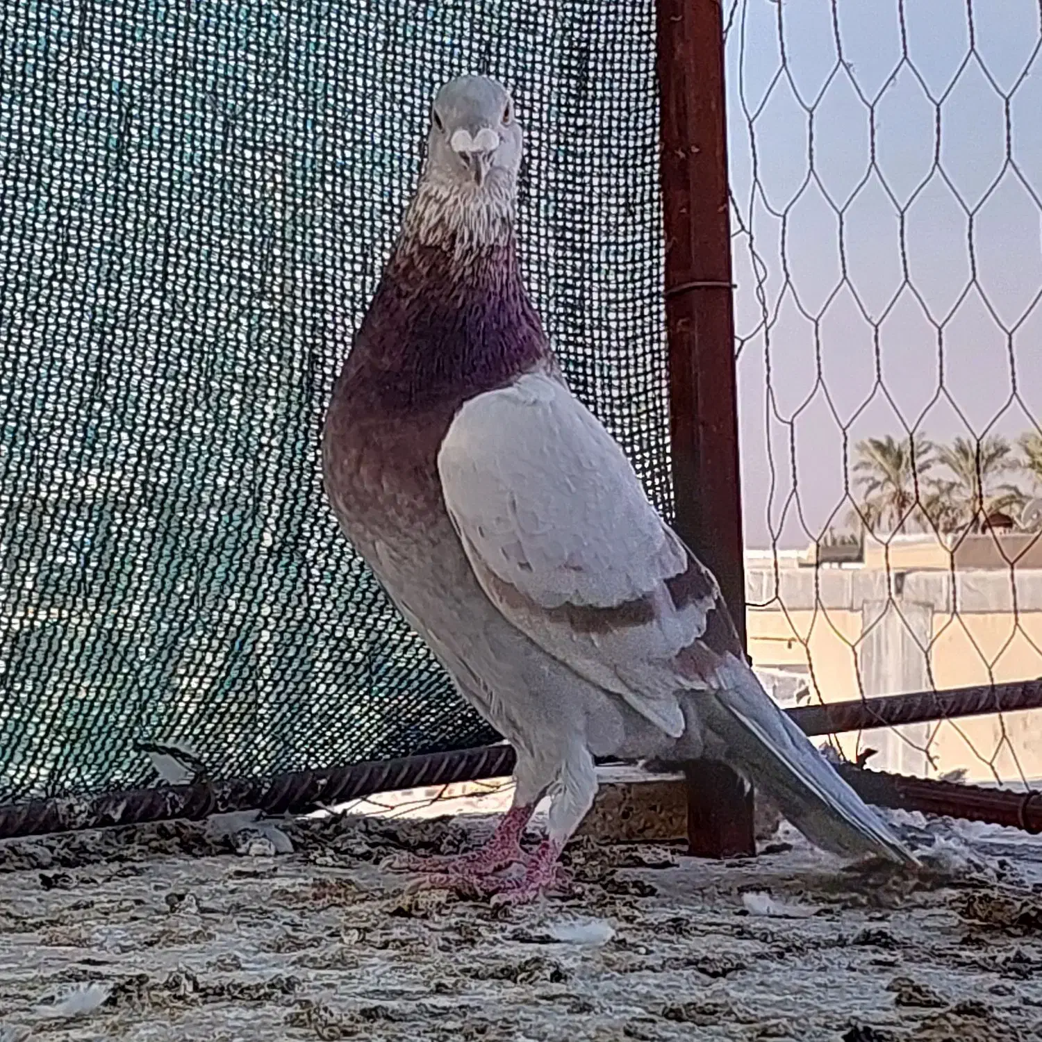 پرنده|پرنده|وحدتیه, |دیوار