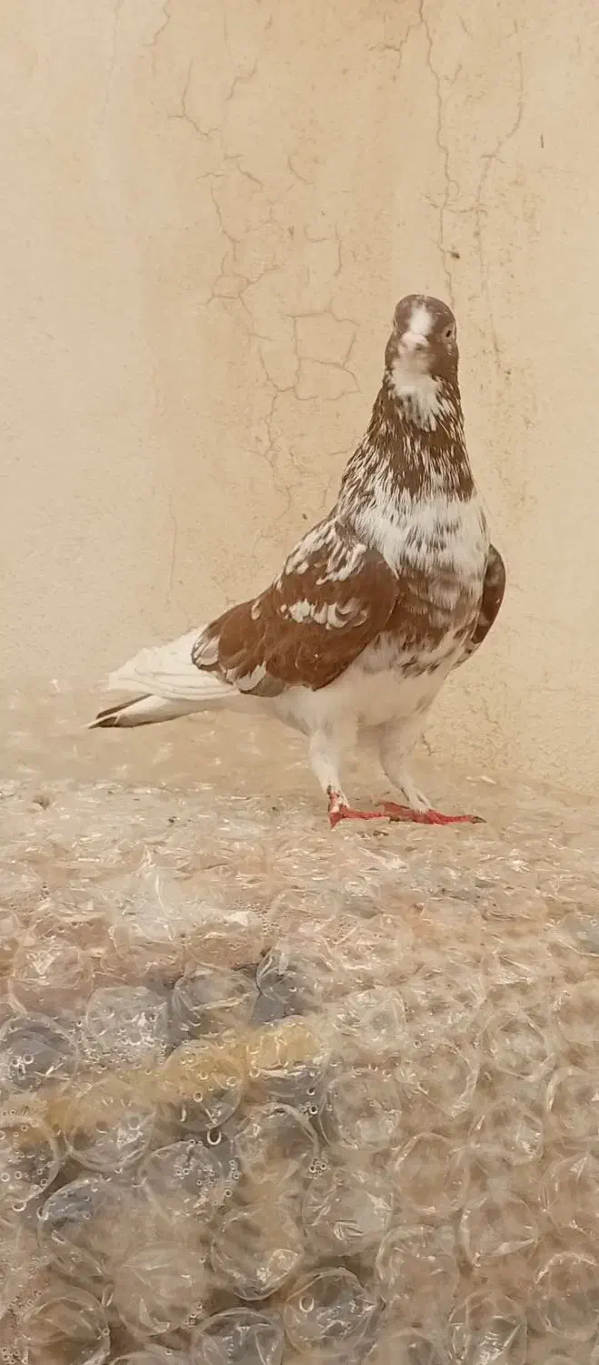 کبوتر نر|پرنده|مشگین شهر, |دیوار