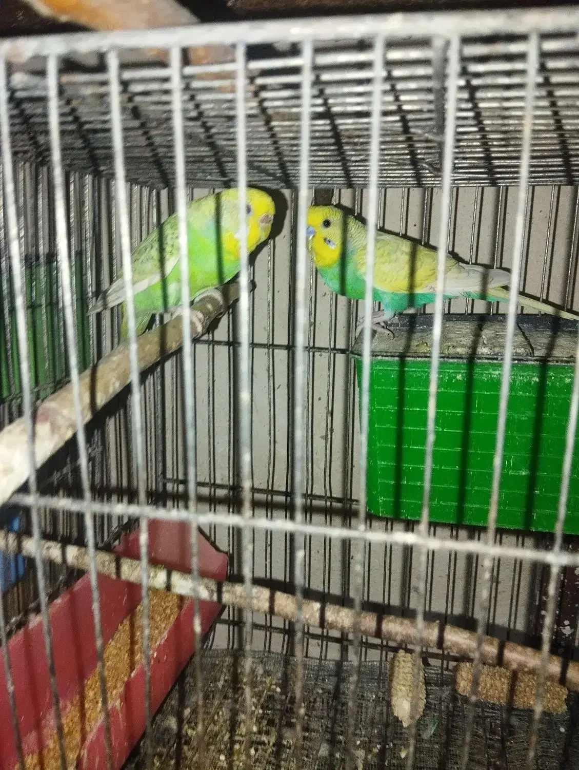 مرغ عشق|پرنده|الوند, |دیوار