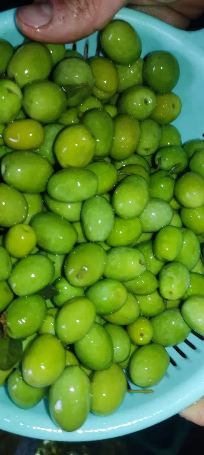 زیتون و روغن زیتون امساله|خوردنی و آشامیدنی|کلاردشت, |دیوار