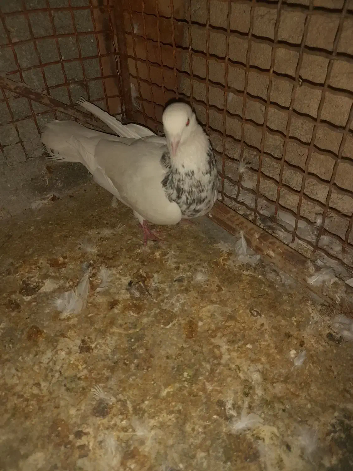 فروش 2عددطوقی نر|پرنده|لامرد, |دیوار