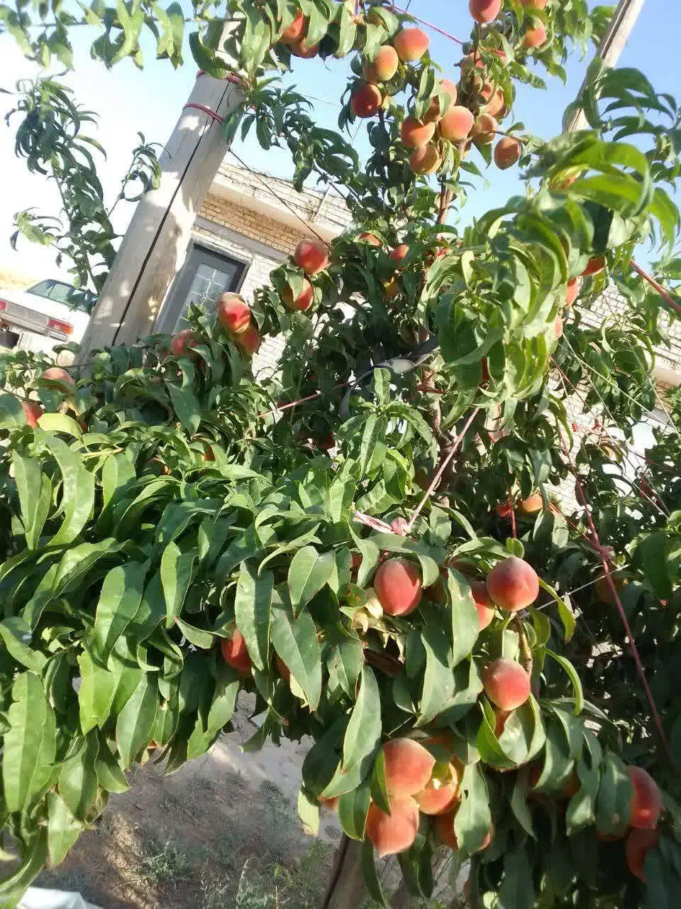 خانه 140 متری با 1000 متر زمین|فروش خانه و ویلا|رضویه, |دیوار