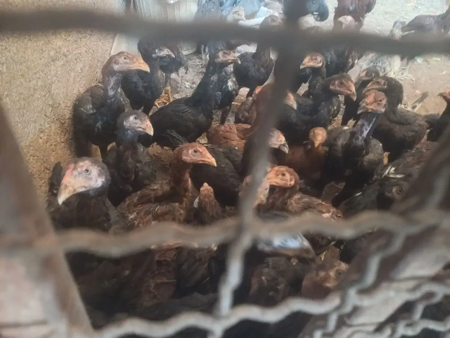 جوجه لاری|حیوانات مزرعه|یزد, |دیوار