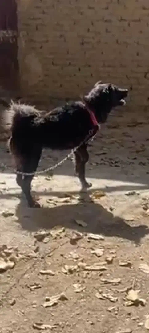 سگ گله ای|سگ|نورآباد ممسنی, |دیوار