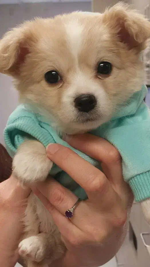 سگ شیتزوکراس ریزعروسکی اپارتمانی|سگ|نجفآباد, حومه نجف آباد|دیوار