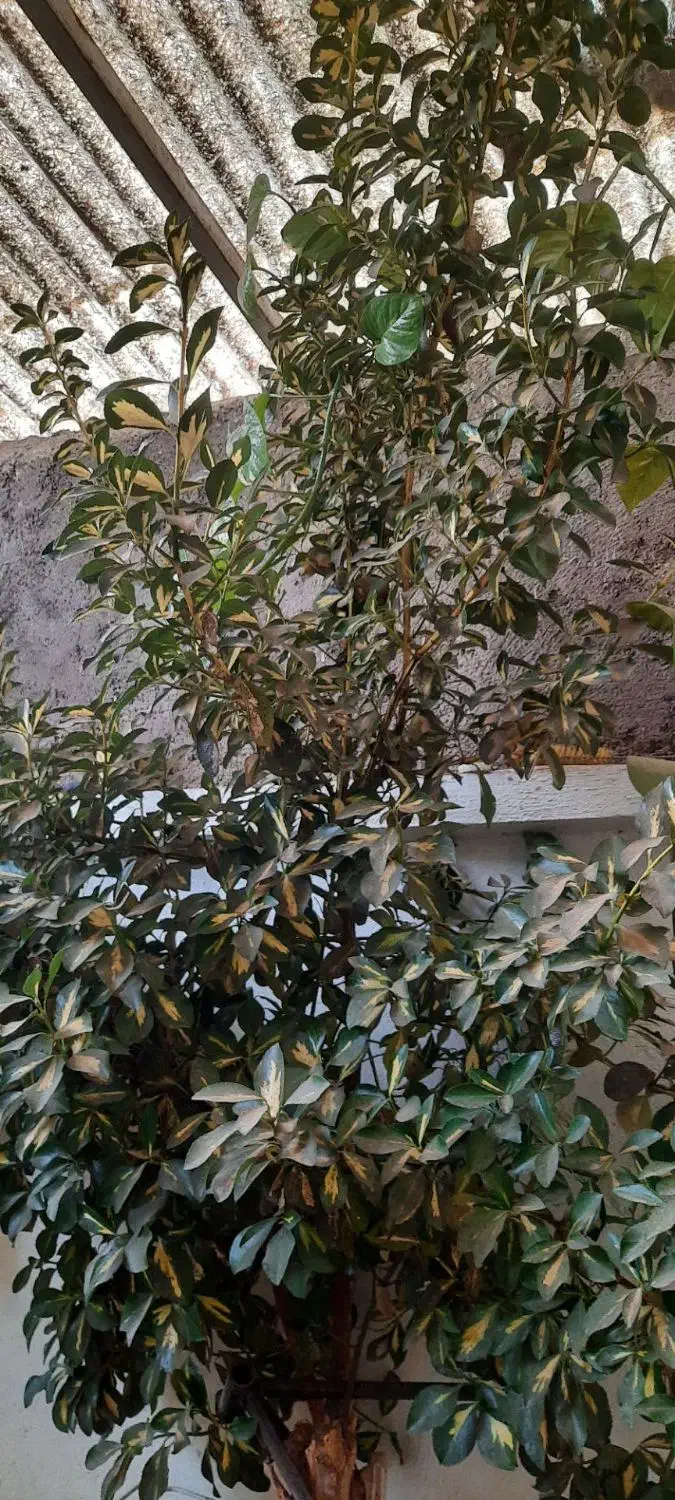 اجاره خانه ویلایی (دربست)|اجارهٔ خانه و ویلا|قزوین, |دیوار