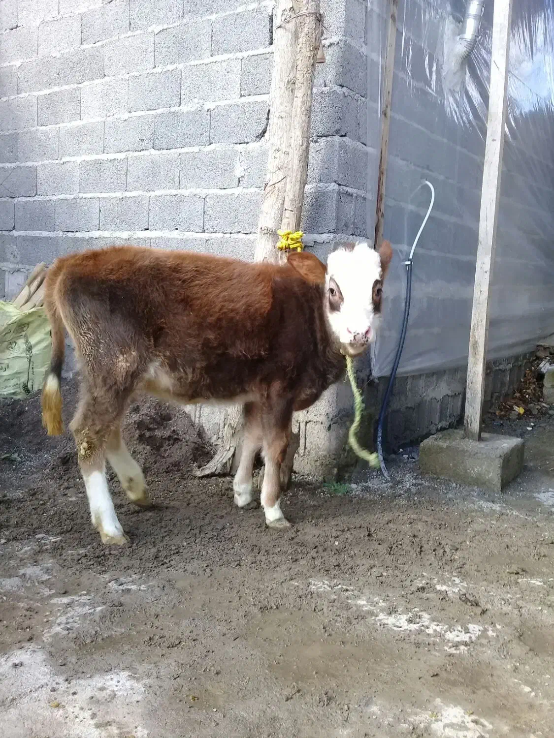 گاو لیشه|حیوانات مزرعه|رشت, حومه رشت|دیوار