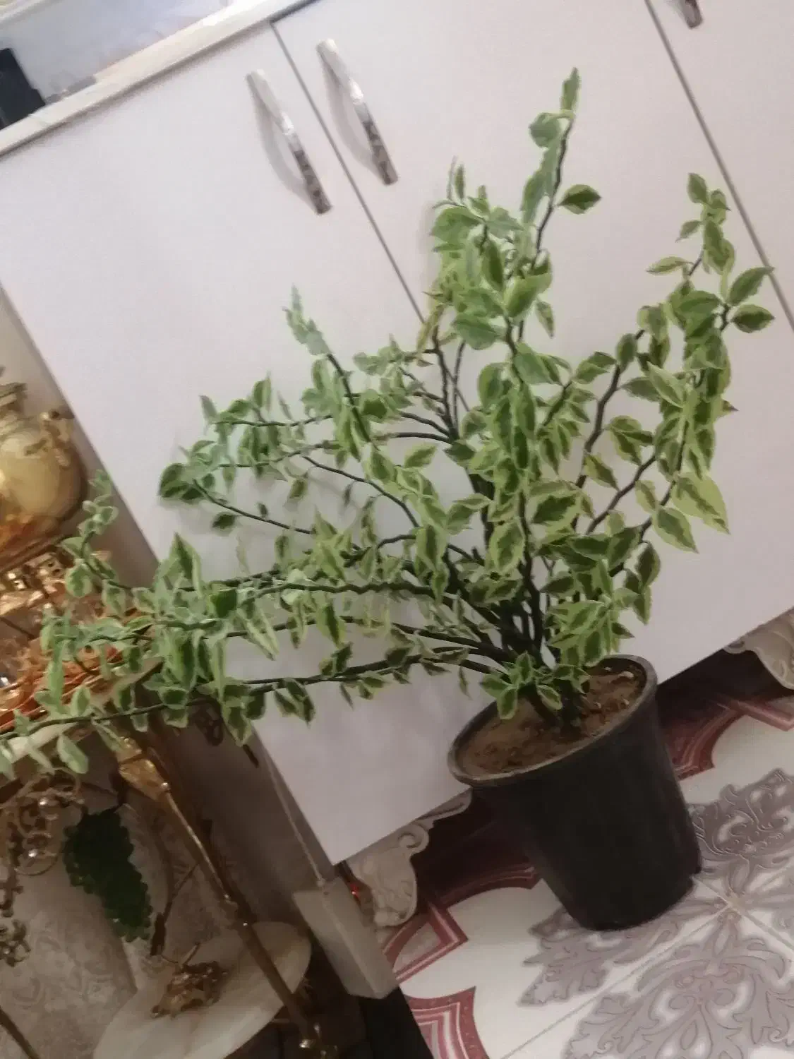 گل زیبا و بزرگ فقط 450|گل و گیاه طبیعی|بناب, |دیوار