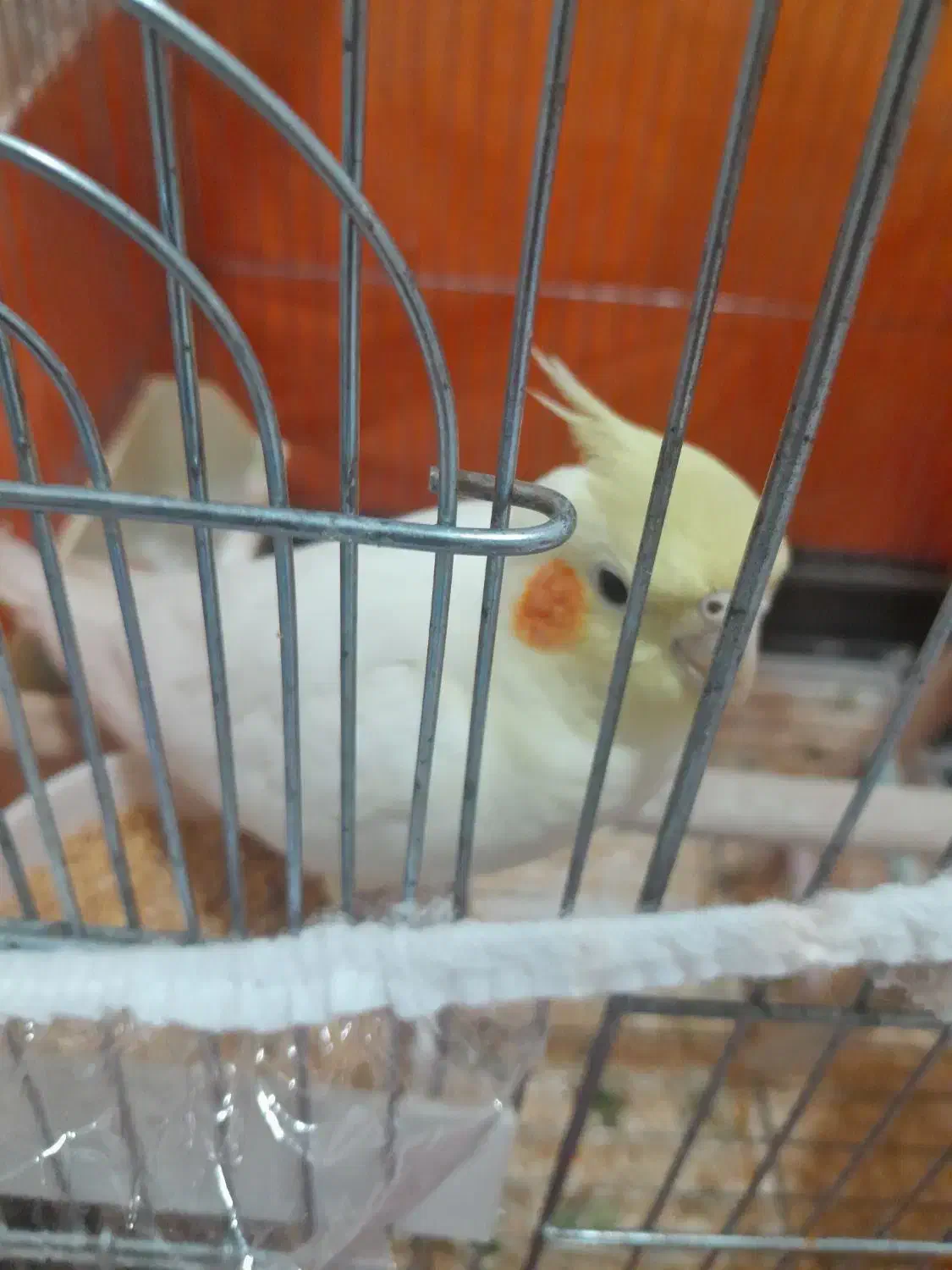 عروس هلندی|پرنده|تهران, آشتیانی|دیوار