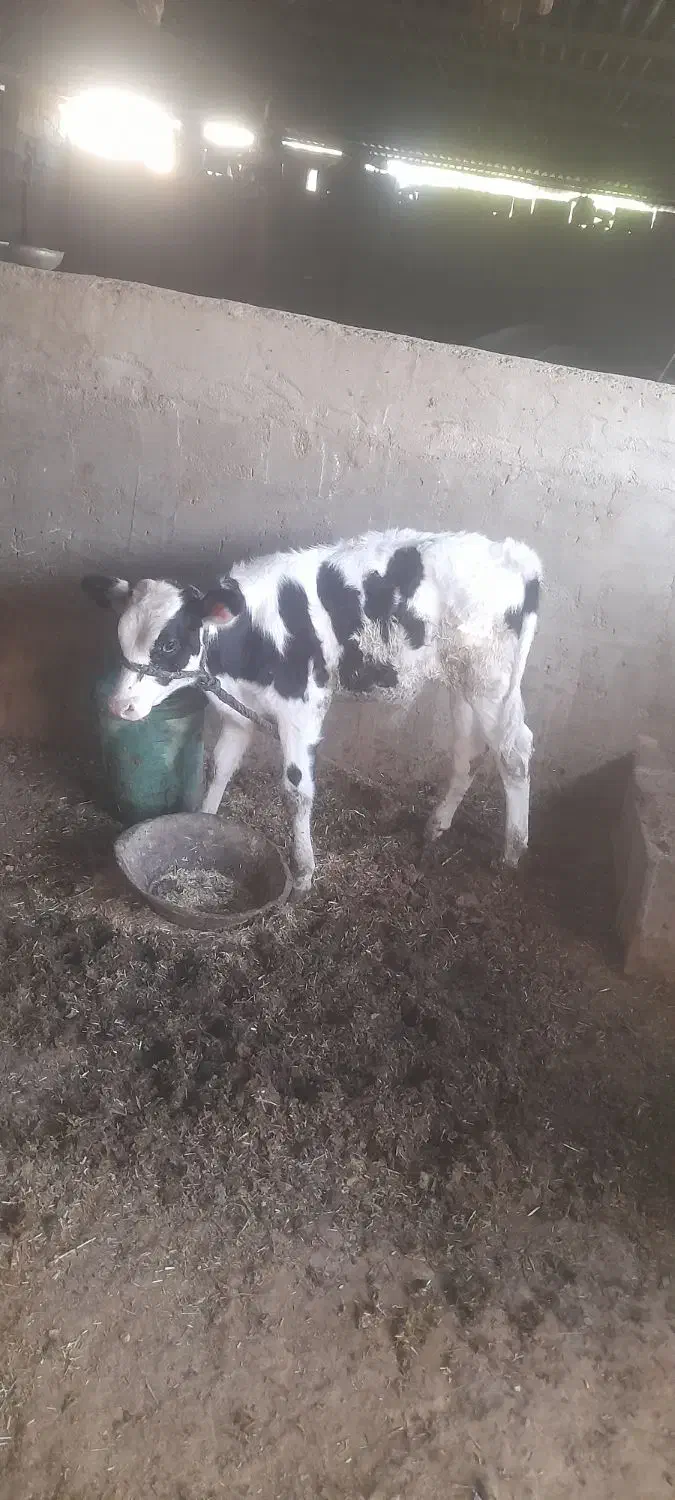عقیلی روستای چم عربان|حیوانات مزرعه|شوشتر, |دیوار