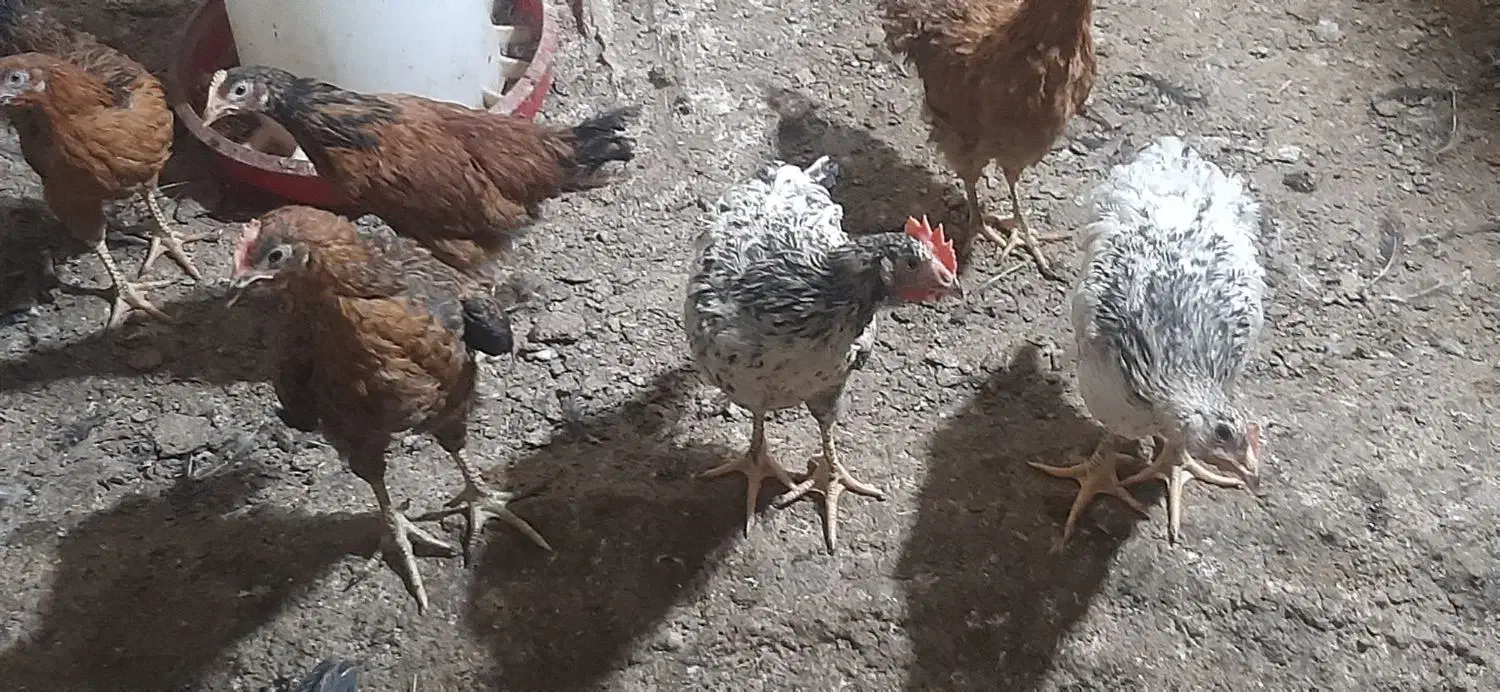 جوجه محلی مرغ و خروس رسمی گلپایگان.نیمچه|حیوانات مزرعه|ورامین, ورامین|دیوار