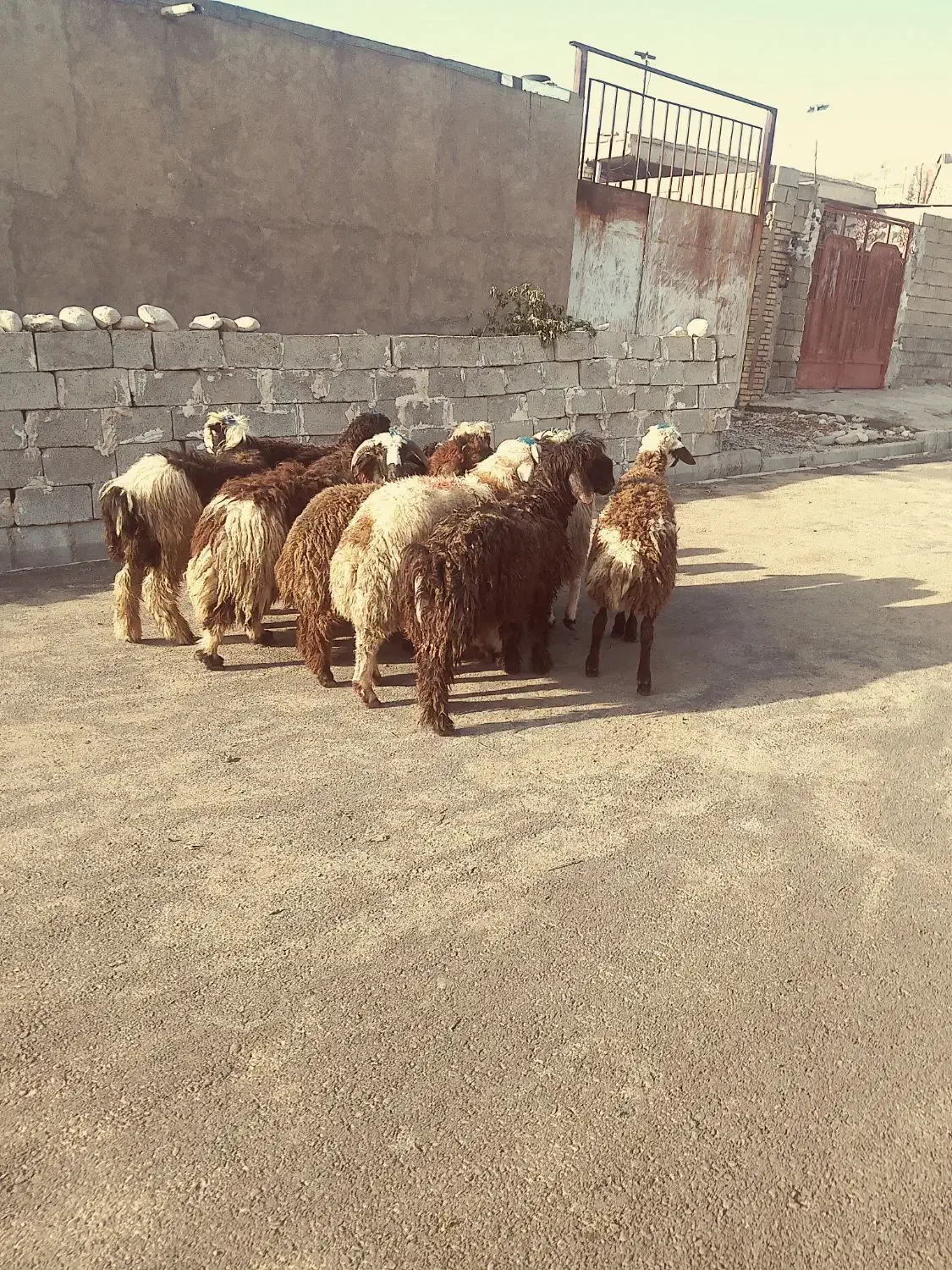 بره بز بیگ میش|حیوانات مزرعه|دزفول, |دیوار