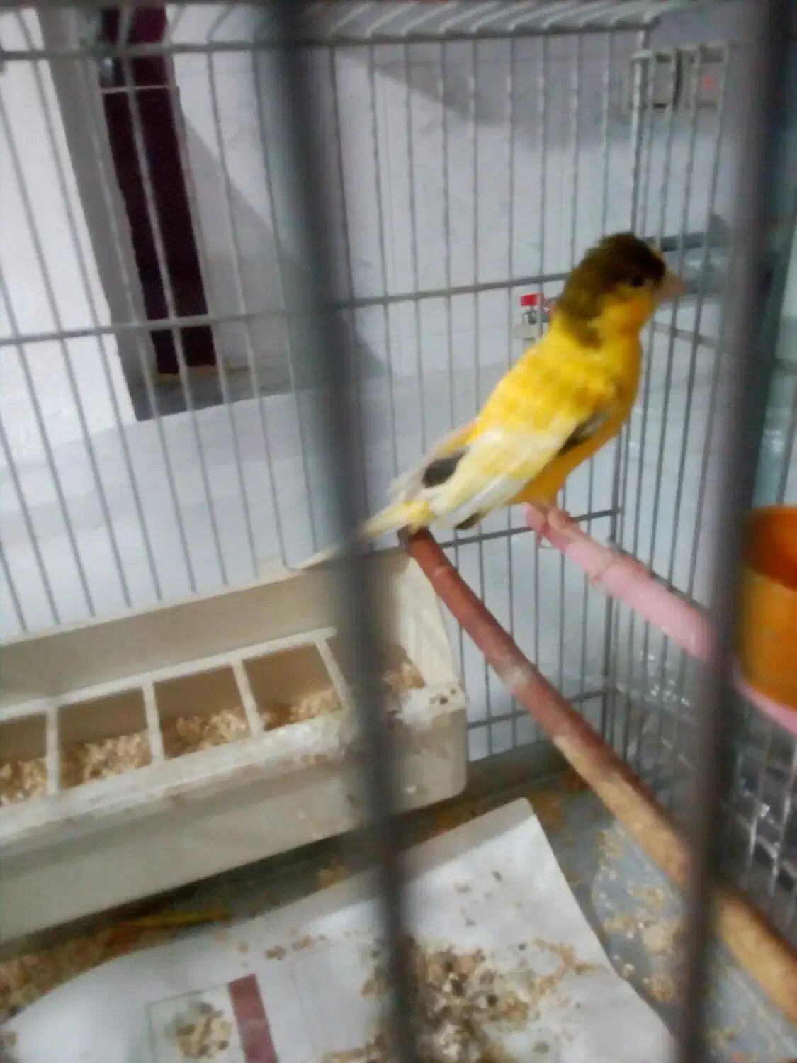 قناری نر مست مست|پرنده|بروجرد, |دیوار