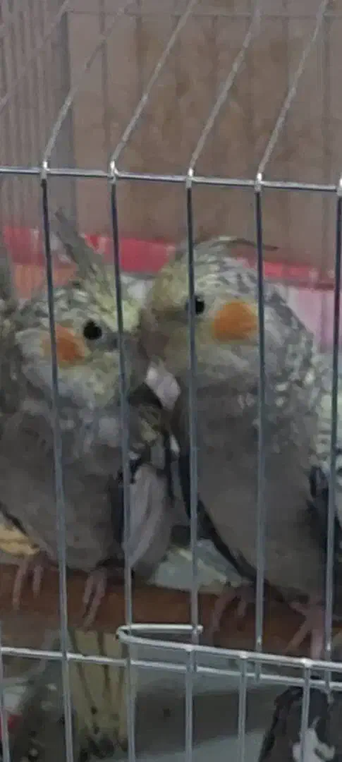 عروس هلندی جوجه مناسب آموزش|پرنده|اصفهان, پوریای ولی|دیوار