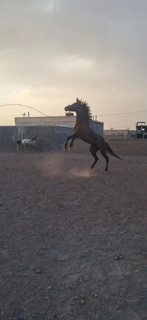 اسب|اسب و تجهیزات اسب‌سواری|گناباد, |دیوار