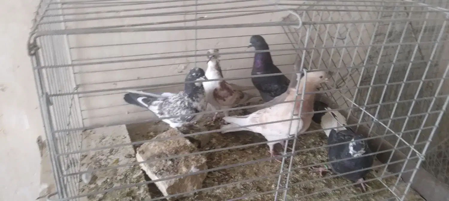 سلام خروس لاری|پرنده|اردکان, |دیوار