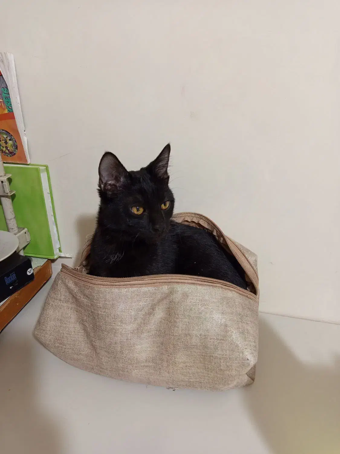 گربه|گربه|همدان, |دیوار