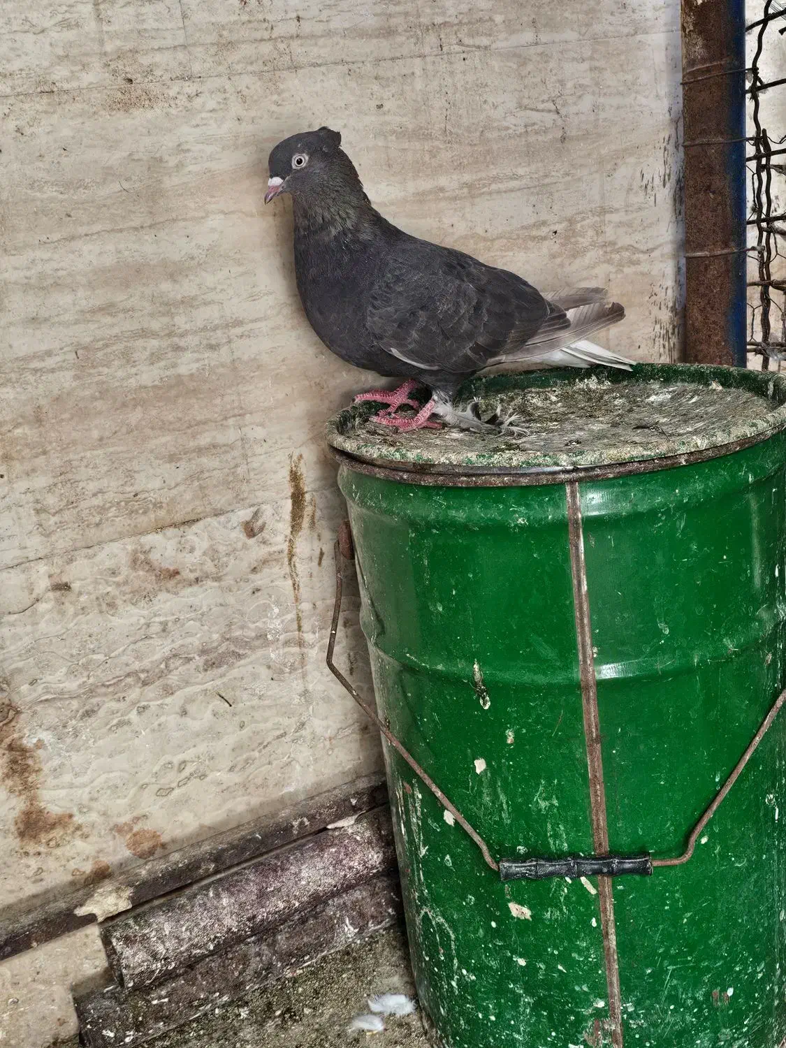 پرنده|پرنده|اهواز, منازل سپاه|دیوار