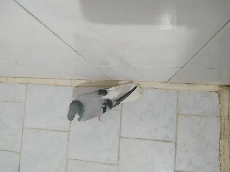 کبوتر پیداشده|حیوانات|قزوین, |دیوار