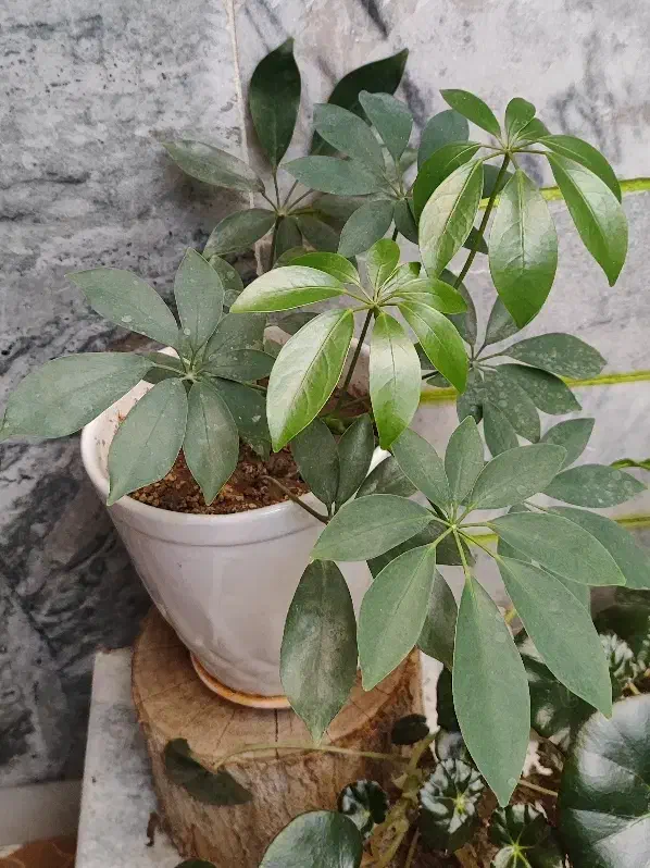 گل آپارتمانی|گل و گیاه طبیعی|کرمانشاه, |دیوار