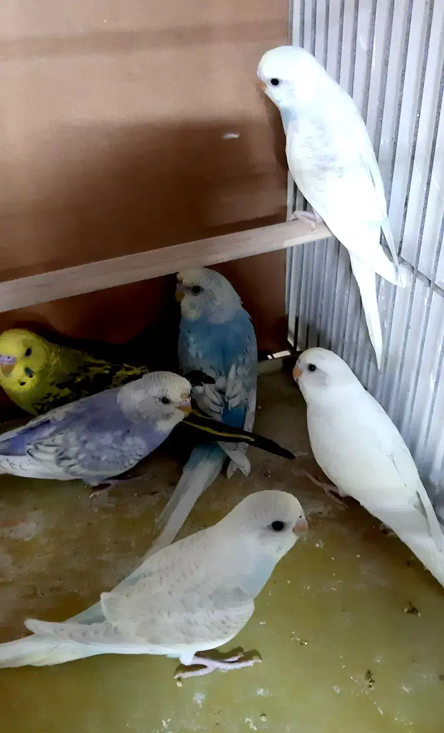 مرغ عشق کوتوله فنچ عروس نرگسی|پرنده|قم, نخودی|دیوار