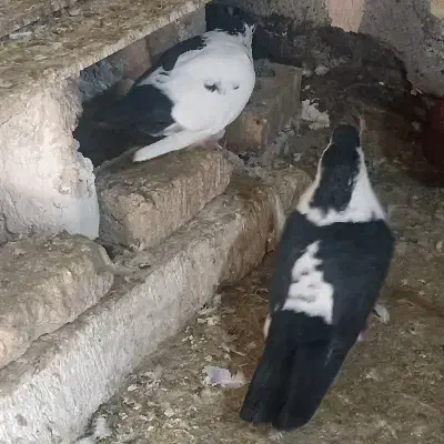 کفتر جفتگاه|پرنده|مشهد, شهید قربانی|دیوار